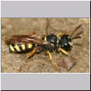 Cerceris arenaria - Sandknotenwespe w12b 12mm.jpg